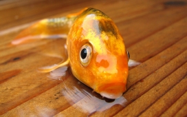 高清晰海洋动物-鱼壁纸