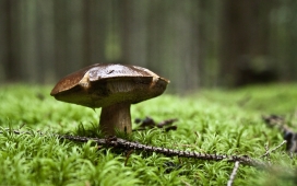 高清晰菌类植物微距摄影-香菇-蘑菇