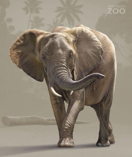 Illustrations for the San Diego Zoo动物插画欣赏