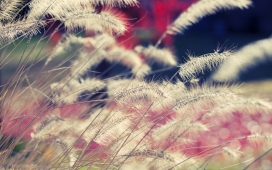 高清晰茎类植物摄影-芦苇-小麦