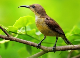 10个清新可爱的小动物-鸟摄影灵感