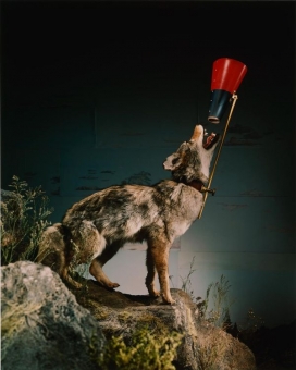 Field Guide-实地指南--被武装的动物