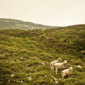 挪威-Gynts home冒险领域拍摄到的作品