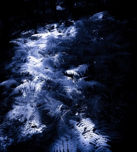 The Light of Night-蓝色小夜灯摄影