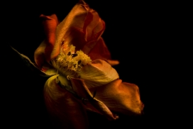 美容淡出（摄影系列）-花