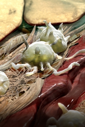 AS＆K视觉科学插图