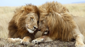 高清晰猫科猛兽动物摄影-狮子-豹-老虎