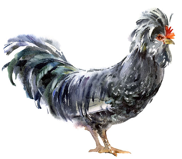 乌克兰基辅Alex Yermolin插画师作品Birds-鸟-鸡类插画---酷图编号3