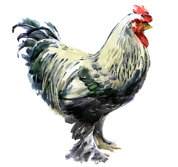 乌克兰基辅Alex Yermolin插画师作品Birds-鸟-鸡类插画---酷图编号2