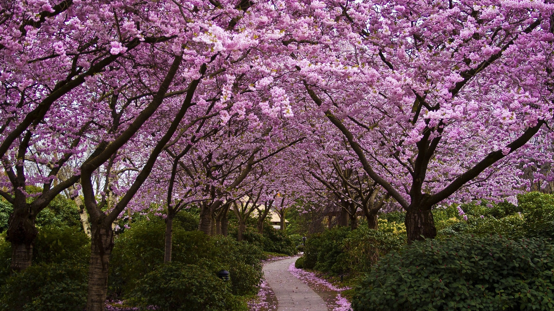 樱花小道 高清晰植物树花壁纸 手机移动版