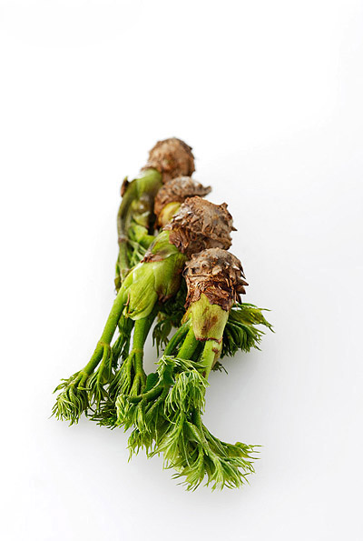 韩国茎类叶子蔬菜素材---酷图编号5