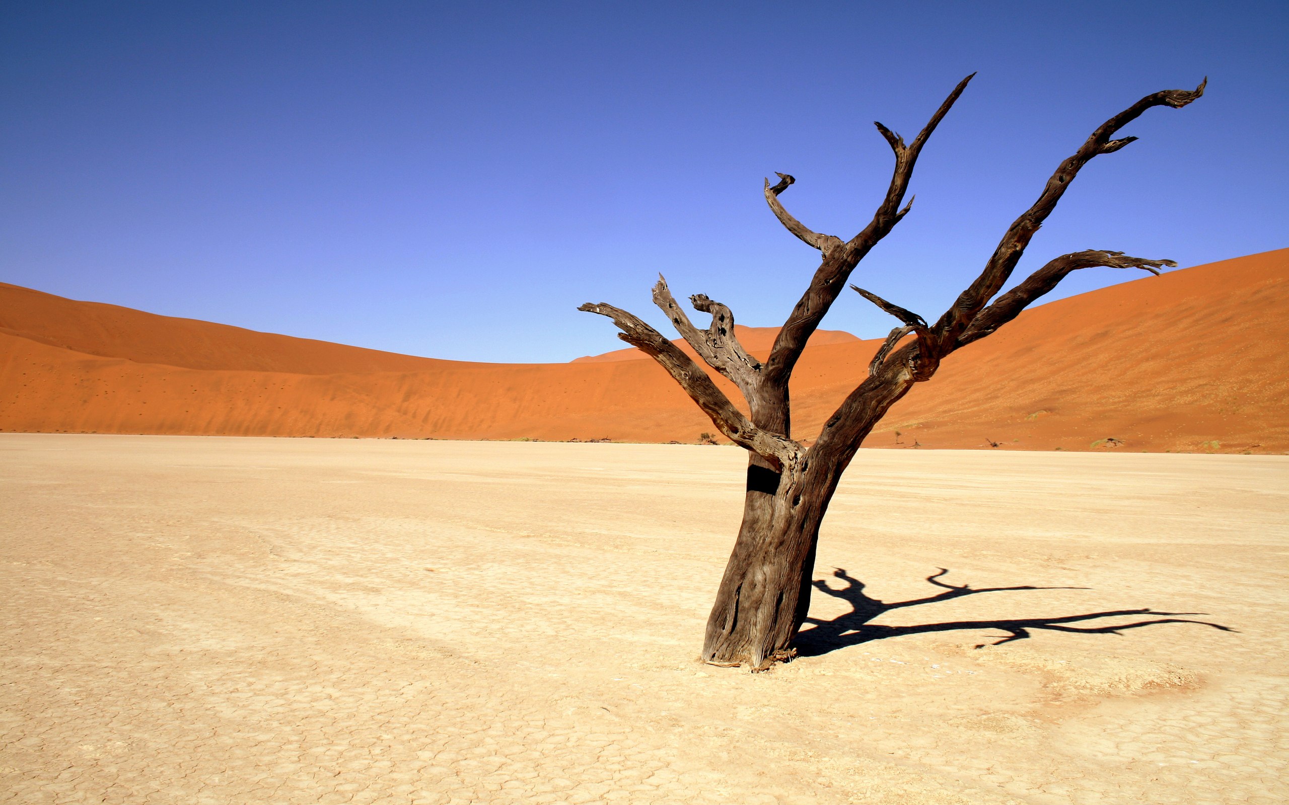 沙漠枯树图片素材-编号12245841-图行天下