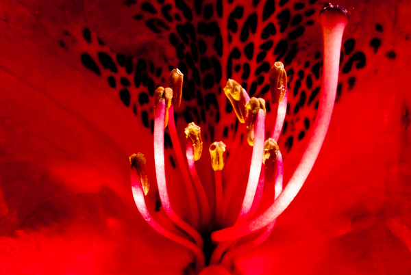 Red红花情-英国摄影师Daniel Garcia作品-花瓣微距写真图片