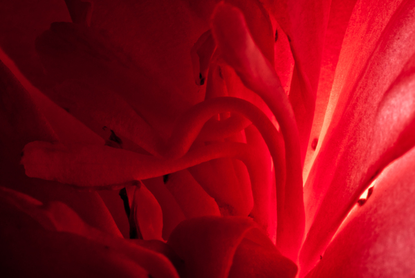 Red红花情-英国摄影师Daniel Garcia作品-花瓣微距写真---酷图编号4