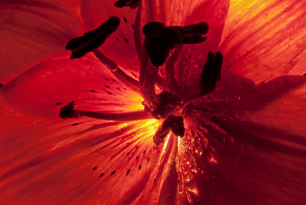 Red红花情-英国摄影师Daniel Garcia作品-花瓣微距写真---酷图编号2