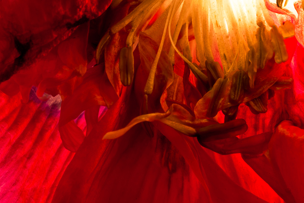 Red红花情-英国摄影师Daniel Garcia作品-花瓣微距写真---酷图编号1