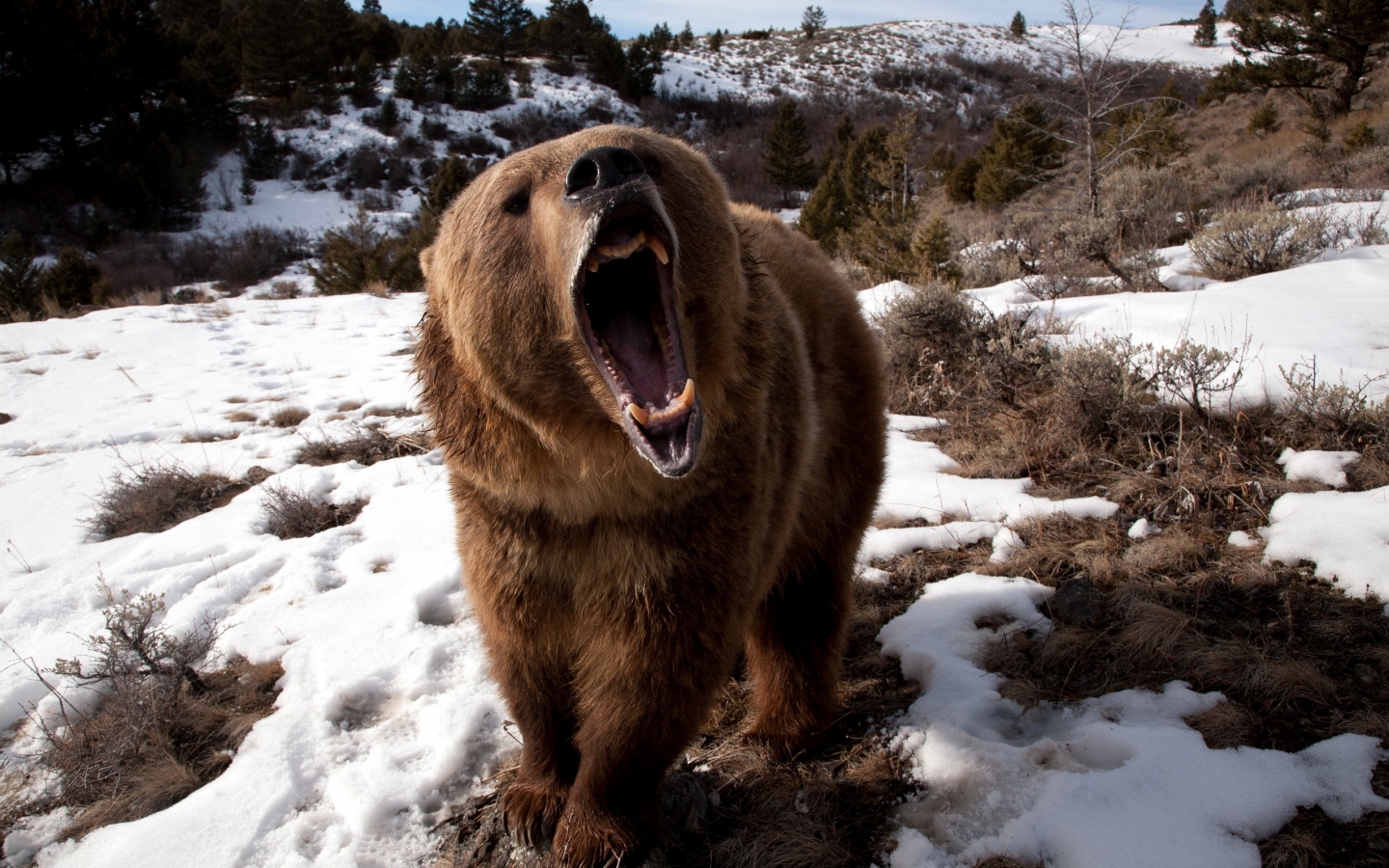 棕熊摄影图片素材-编号24705465-图行天下