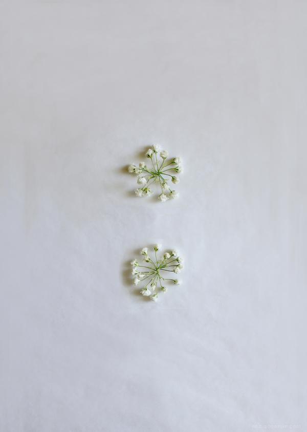 满天星-花草组合的24位英语字母-Keziah Chong设计师作品---酷图编号13