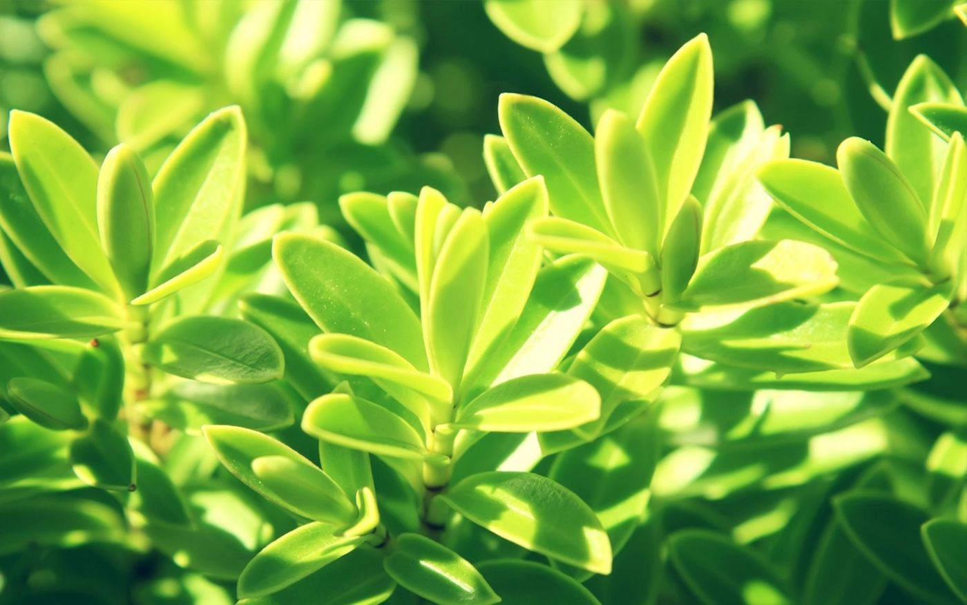 高清晰花与叶子植物桌面壁纸图片