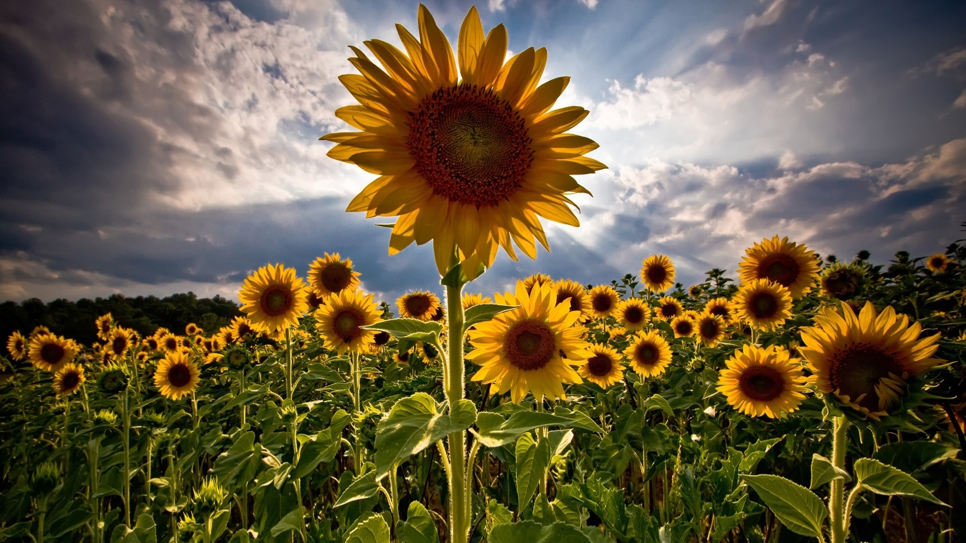 高清晰盛开的sunflowers向日葵壁纸 手机移动版