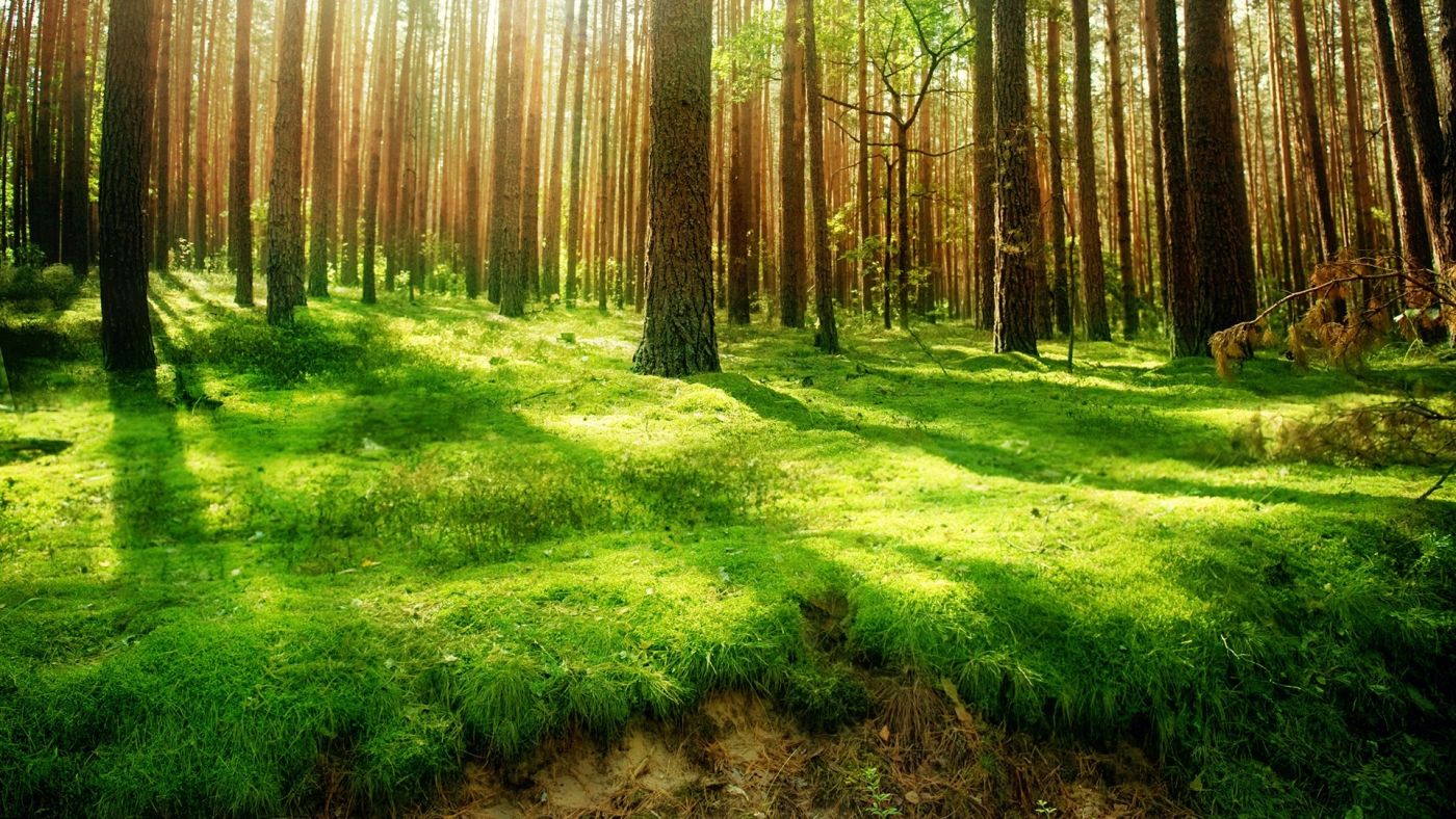 高清晰大自然绿色树林风景桌面壁纸