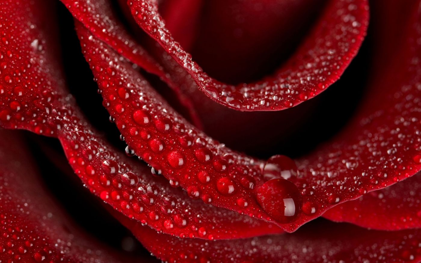 一朵带露珠的红玫瑰高清摄影大图-千库网