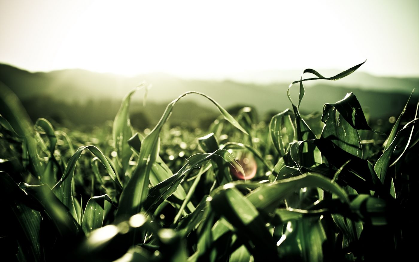 秋收的季节，胶东农村又开始整理“玉米叶”，留着蒸饽饽__财经头条