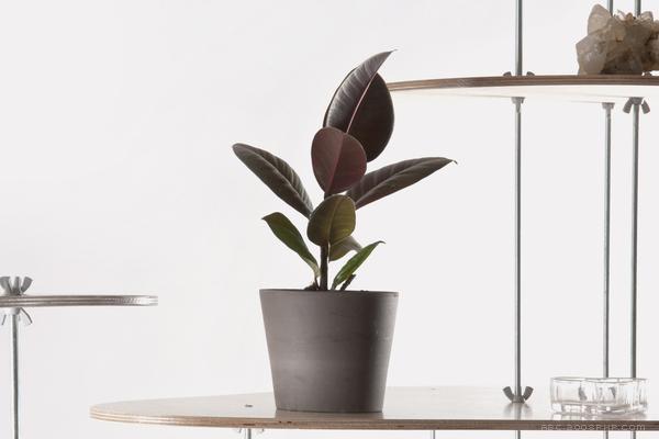 Nenuphar-植物花卉盆景架-俄罗斯圣彼得堡Lesha Galkin设计师作品---酷图编号1007806