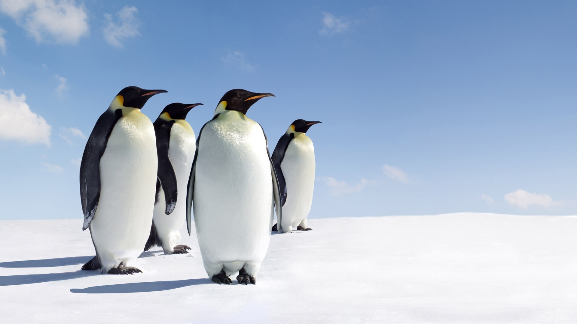 Penguins南极企鹅壁纸 手机移动版