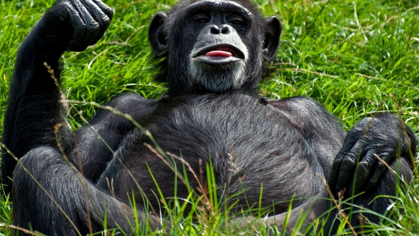 有趣的猴子猩猩动物图片