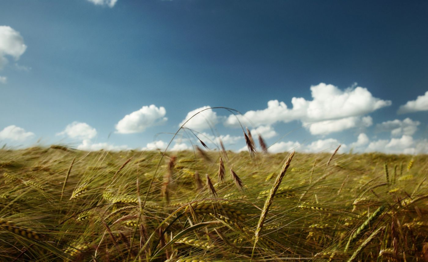 高清晰小麦农田壁纸图片