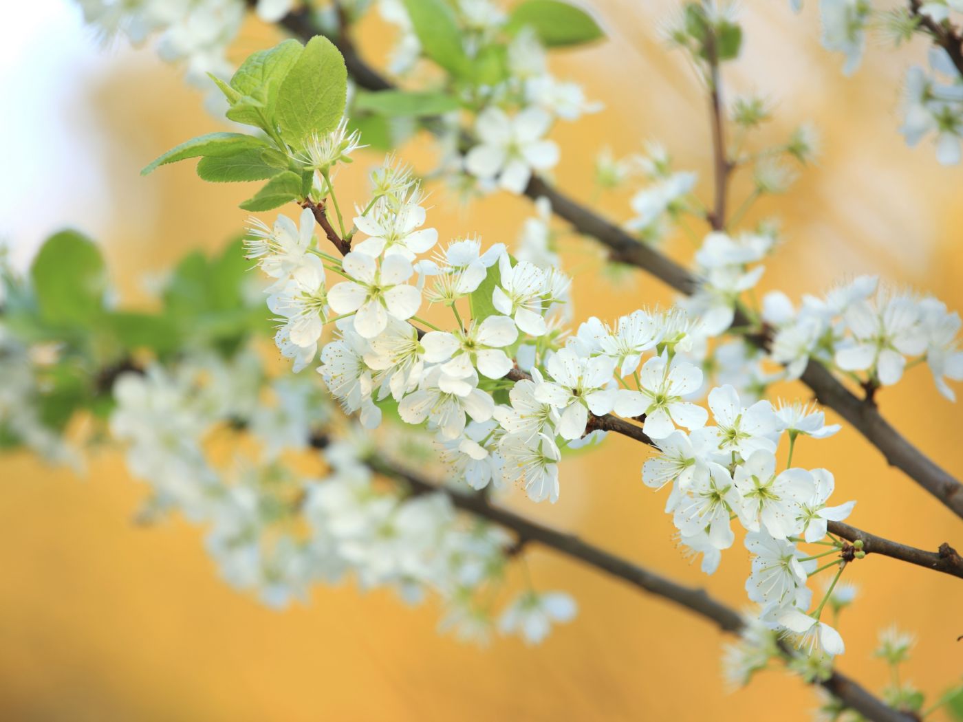 White flowers on a tree 1935764 Stock Photo at Vecteezy