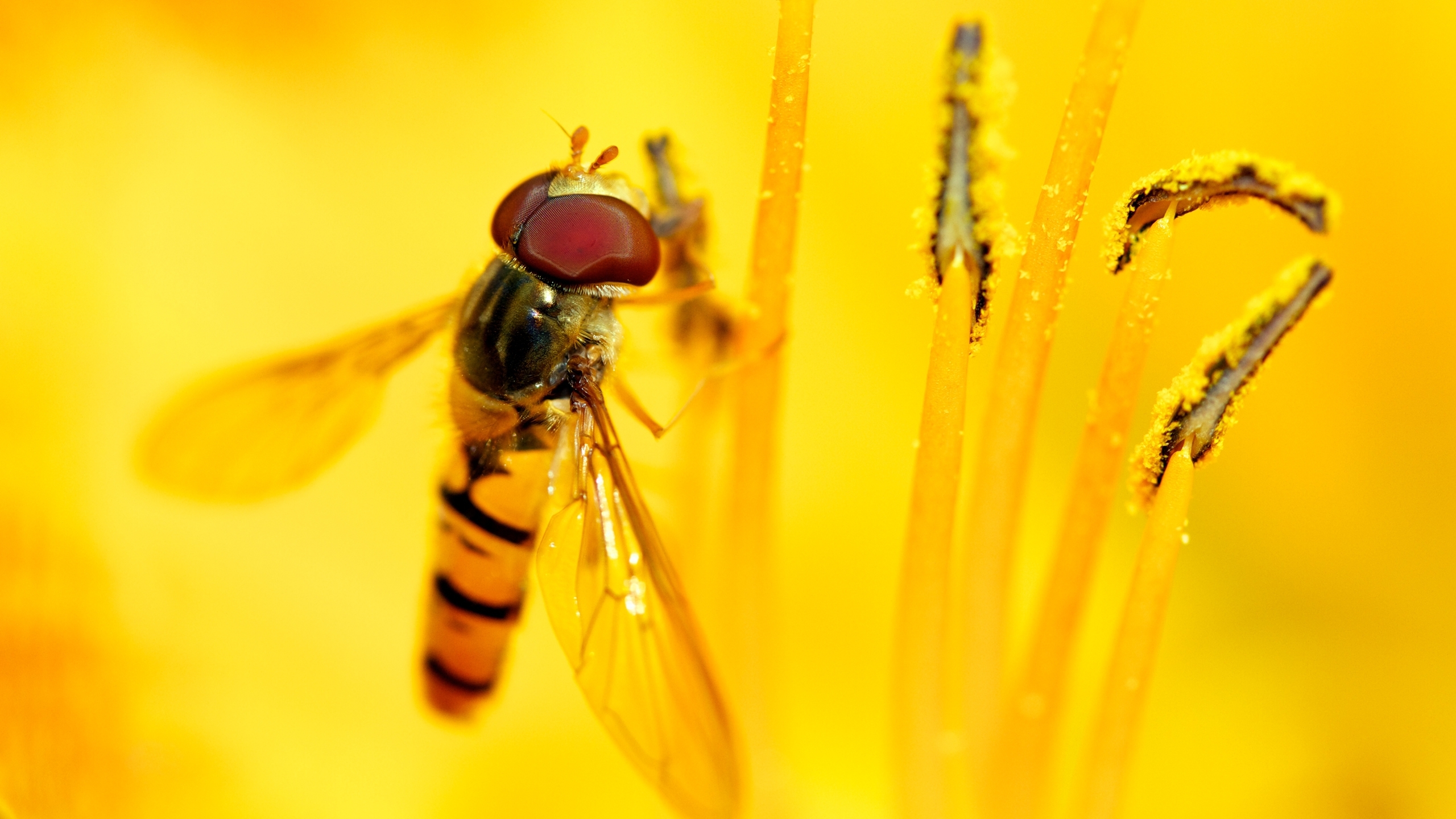 黄蜂 蜜蜂 昆虫 关闭 收集花蜜 开花 宏 收集花粉 动物图片下载 - 觅知网