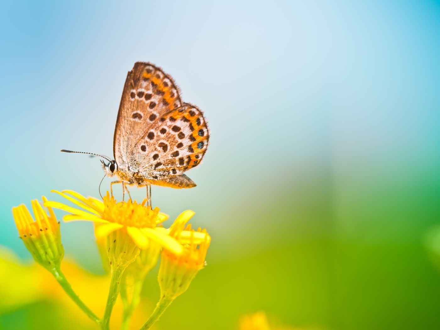 超高清晰的花边蝴蝶昆虫壁纸图片