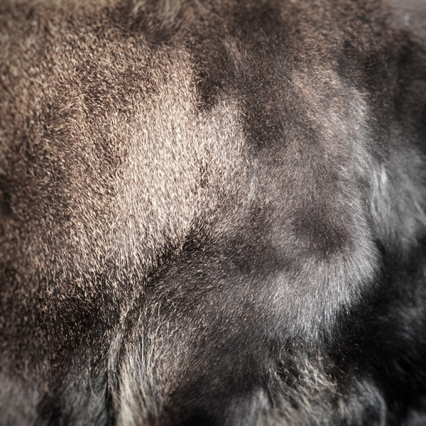 Tier马皮毛摄影-德国慕尼黑Jürgen Heckel摄影师作品图片