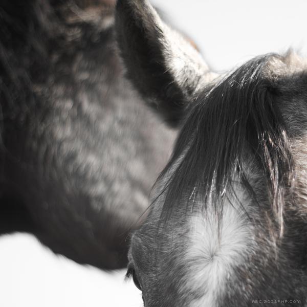 Tier马皮毛摄影-德国慕尼黑Jürgen Heckel摄影师作品---酷图编号4