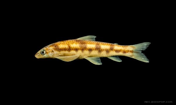 巴西鱼插画-巴西Fernando Ferreira插画师作品---酷图编号15