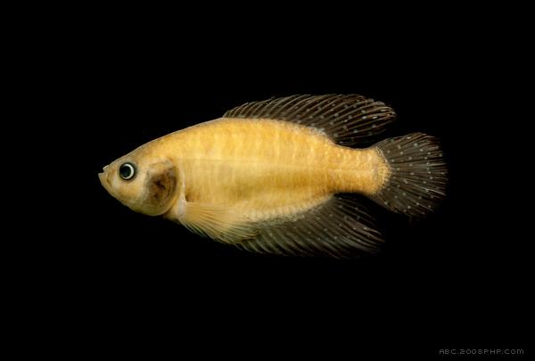 巴西鱼插画-巴西Fernando Ferreira插画师作品---酷图编号5