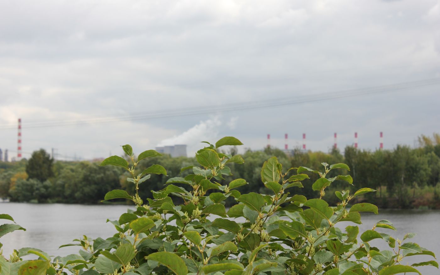 工业河边的桂花图片