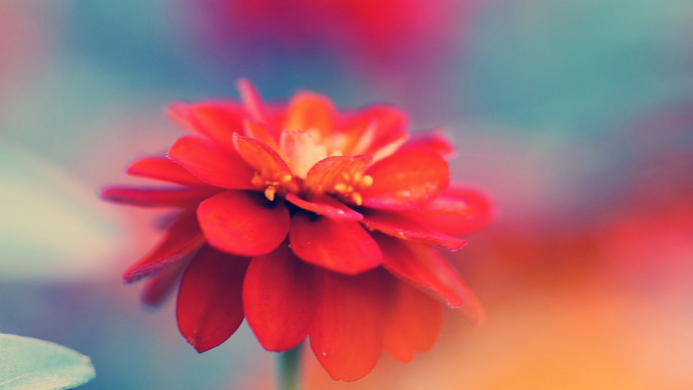 漂亮的红色微距花瓣壁纸图片