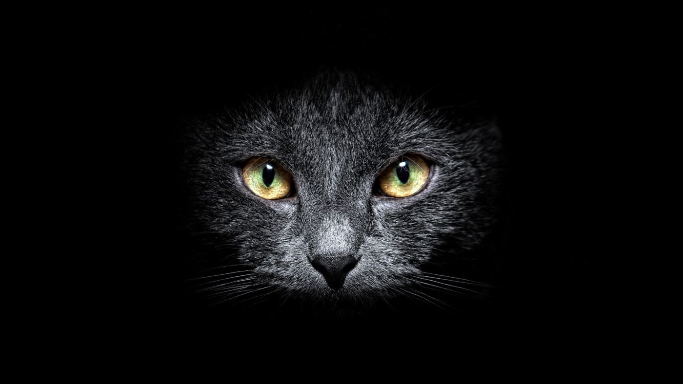黑猫恐怖的猫眼神眼睛特写对望看镜头纯黑色_3840X2160_高清视频素材下载(编号:5984649)_实拍视频_光厂(VJ师网) www ...