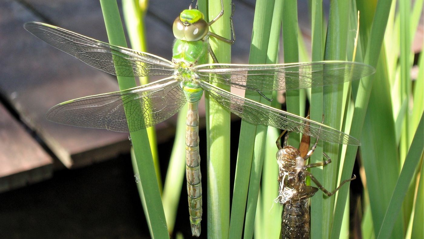 绿豆纲蜻蜓图片图片