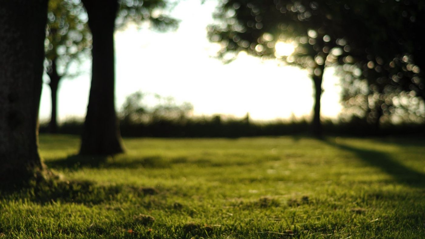高清晰绿色模糊的自然风光图片