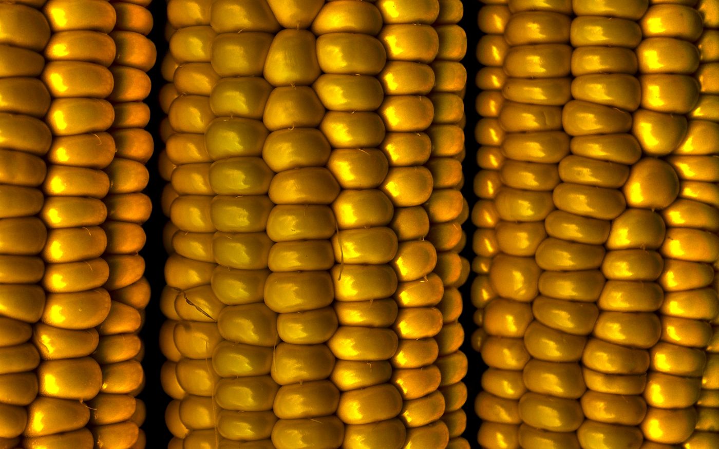 高清晰金黄完美甜玉米颗粒图片