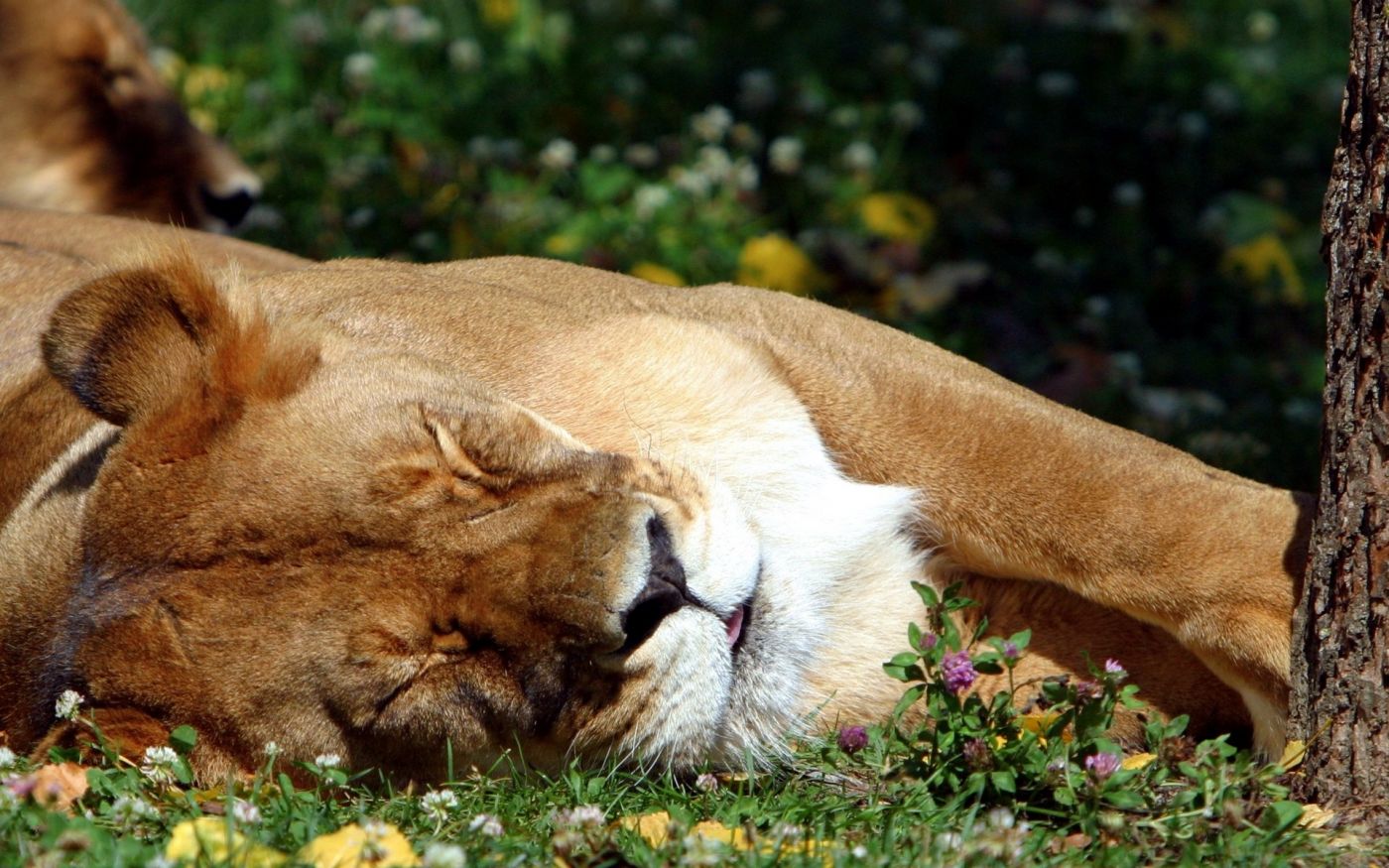 沉睡的狮子霸气图片