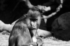 黑白之美！动物