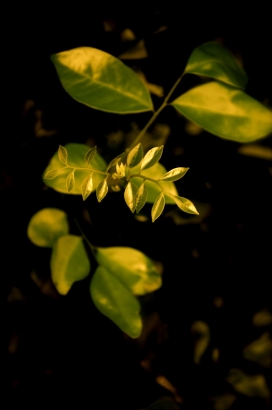 Photography-印度钦奈Shiva Nallaperumal摄影师作品