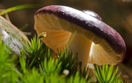 高清晰菌类蘑菇植物壁纸