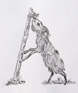 Animalpha动物&字母插画设计