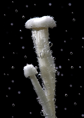 食用艺术！英国曼彻斯特ilian摄影师-物体瞬间抓拍摄影